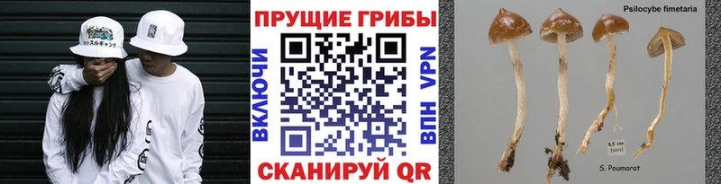 Купить  Усолье  Галлюциногенные грибы MAGIC MUSHROOMS 